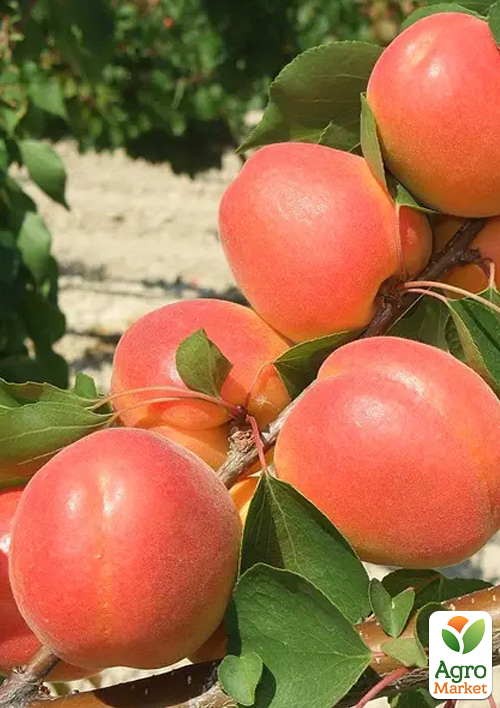 

Абрикос Магадор (літній сорт, ранній термін дозрівання)