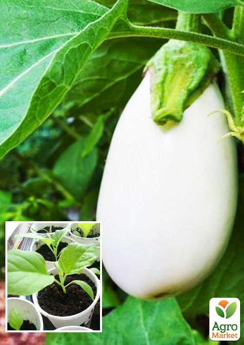 

Розсада Баклажан «Айсберг» (фермерське вирощування), 1шт в упаковці
