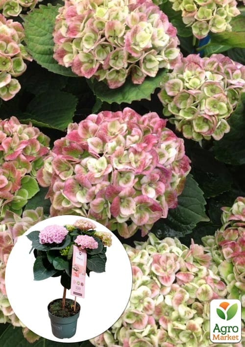 

LMTD Гортензия на штамбе цветущая 4-х летняя Magical Revolution Pink (50-60см)