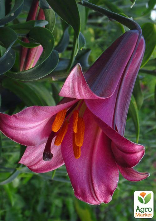 

Лилия Трубчатая Pink Perfection