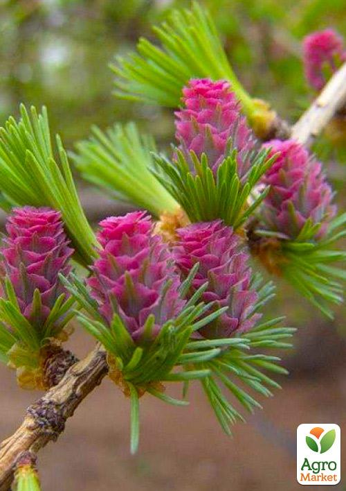 

Эксклюзив! Лиственница Даурская насыщенная ярко-зеленая Картье (Cartіer) (премиальный сорт, горшок P9)