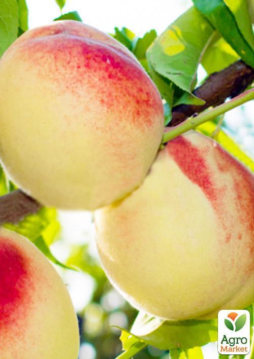 

Ексклюзив! Персик білий з темно-рожевим бочком Білий король (White king) (преміальний, досить урожайний сорт)