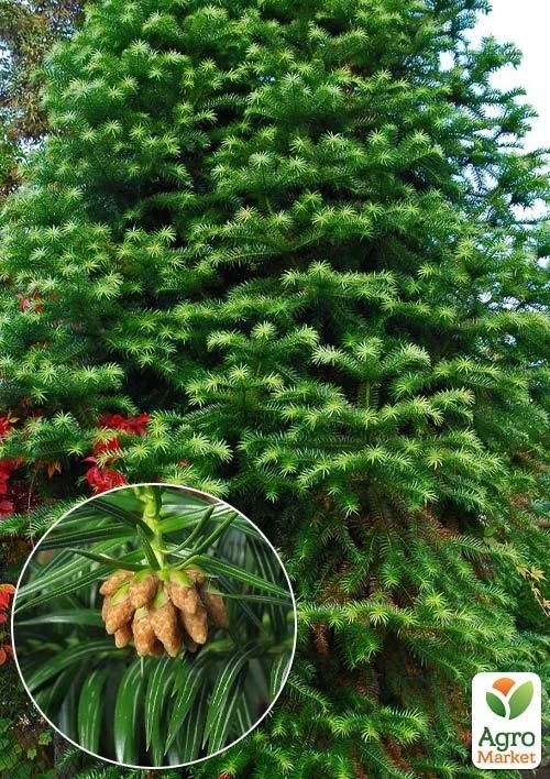 

Кунингамия ланцетовидная (Cunninghamia lanceolata)