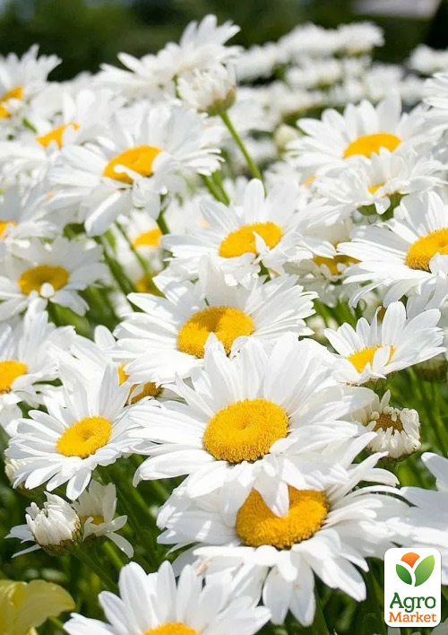 

Ромашка великоквіткова (букетна, зрізочна)