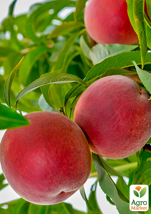 

Персик Фреш Біг (великоплідний сорт, пізній термін дозрівання)