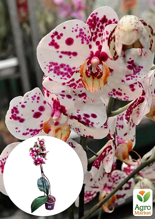 Орхидея (Phalaenopsis) "Leo" 1 саженец в упаковке (комнатный) Нидерланды