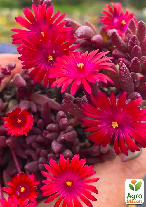 

Делосперма темнолиста (квітучий сукулент) Desert Dancers Red