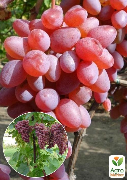 

Эксклюзив! Виноград темно-красный Гирлянда (Garland) (премиальный сорт, ультраранний срок созревания)