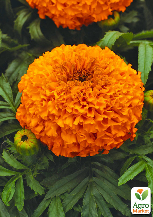 

Бархатцы (Тагетес) Antigua Orange