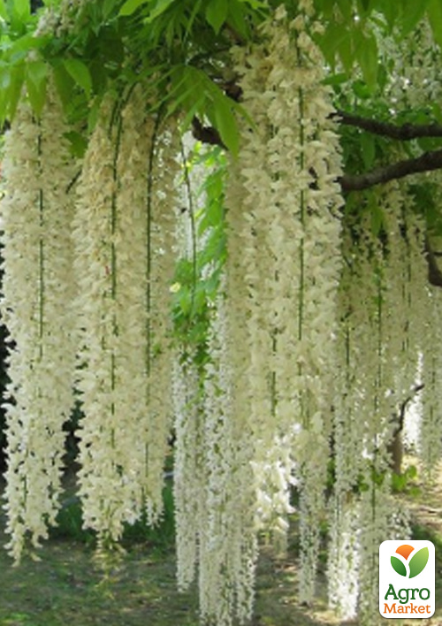 

Глициния 3-х летняя китайская Широнода (Wisteria chinensis Shiro-noda) С2, высота саженца 60-100см