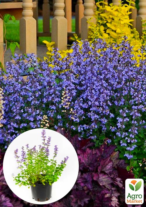 Котовник "Purrsian Blue" nepeta faassenii (вазон С1,5) 1 саженец в упаковке