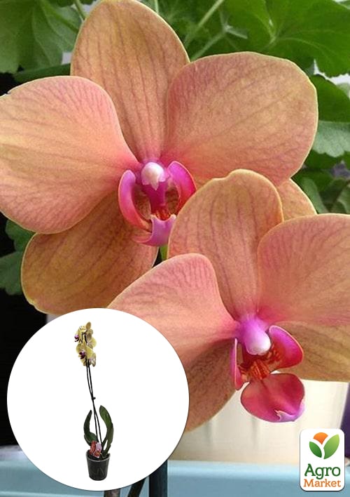 Орхидея (Phalaenopsis) "Apricot" 1 саженец в упаковке (комнатный) Нидерланды