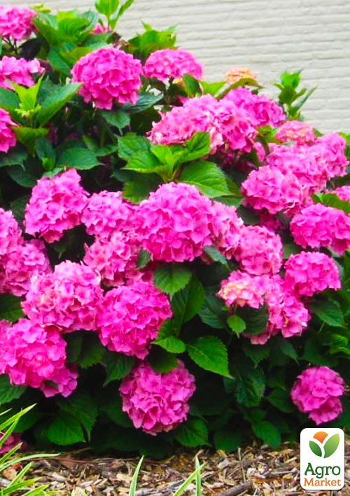 

Гортензія крупнолиста Schloss Zuschendorf