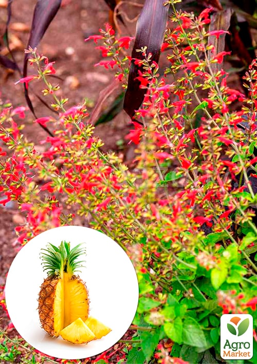 

Шалфей блестящий Pino