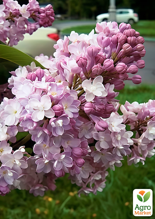 

Сирень махровая инвитро Память о Вавилове вазон С1,5