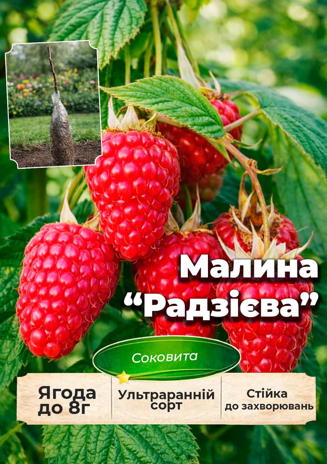 

Ексклюзив! Малина Radziejowa (Радзієва) (ультрарання, великоягідна, солодка)