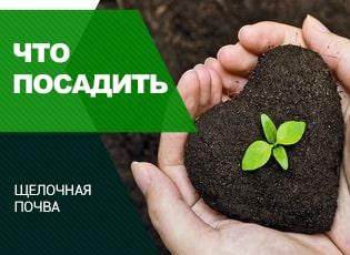 Какие растения любят щелочную почву: что посадить для улучшения щелочнойпочвы - Agro-Market