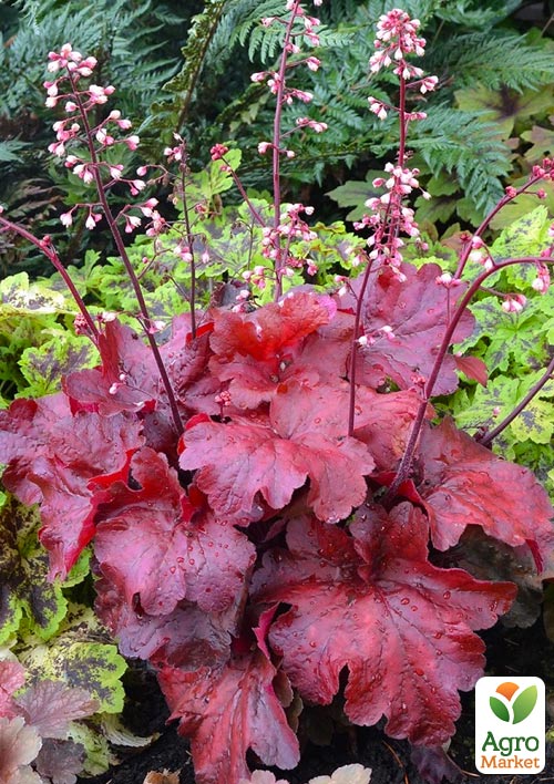 

Гейхера (Heuchera) Autumn Leaves С1 (высота 15-30см)