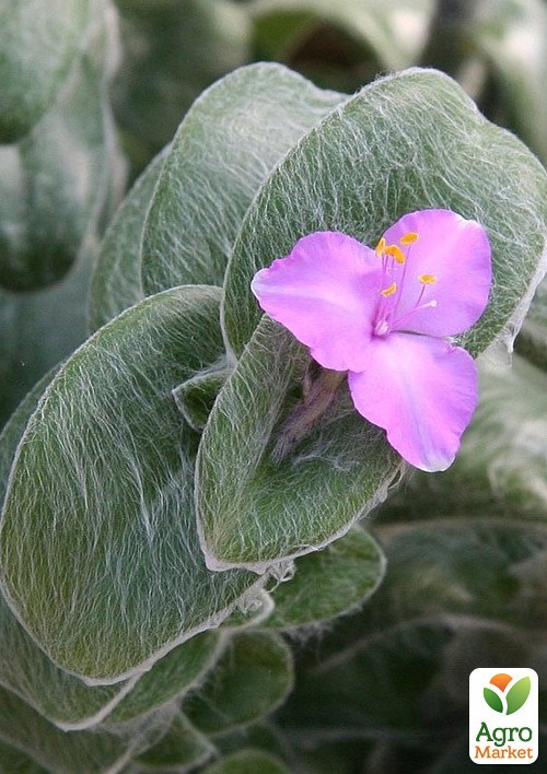 

Традесканция Силламонтана (Tradescantia sillamontana)