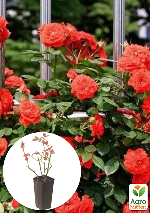 

Троянда плетиста «Maintower» у контейнері, вищий сорт