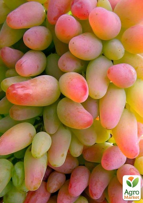 

Виноград Заграва (м'ясисто-соковита велика ягода)