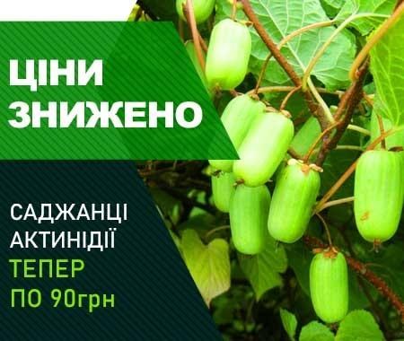Акція! Знижки на всі сорти актинідії Акція! Знижки на всі сорти актинідії