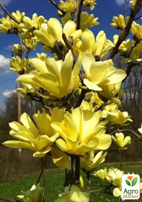 

Магнолія 2-х річна гібридна Yellow Lantern (висота 15-20см)