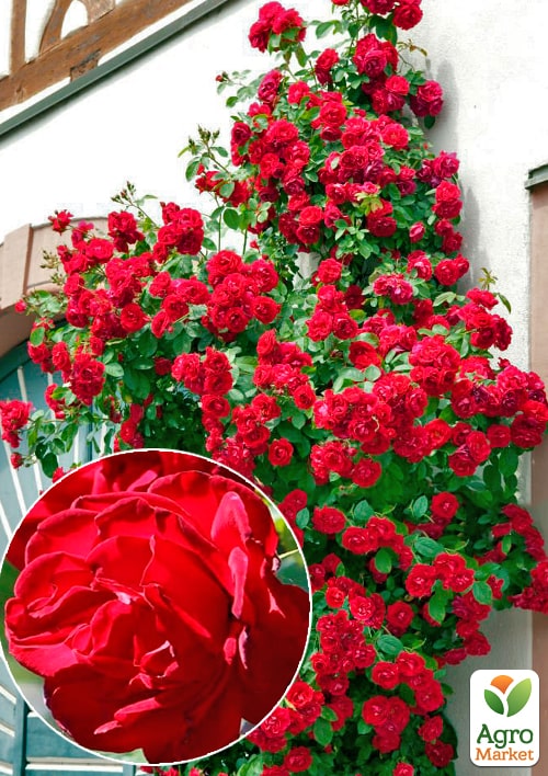 

Роза плетистая Гранд Отель (саженец класса АА+) высший сорт