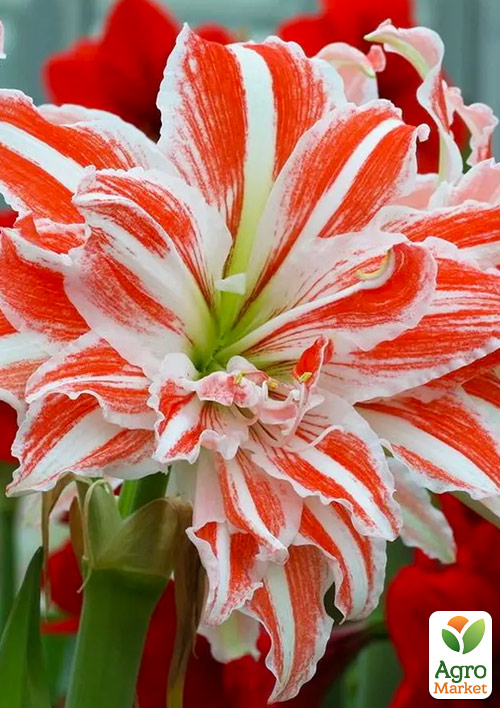 

Амариллис (гиппеаструм) махровый в горшке Dancing Queen