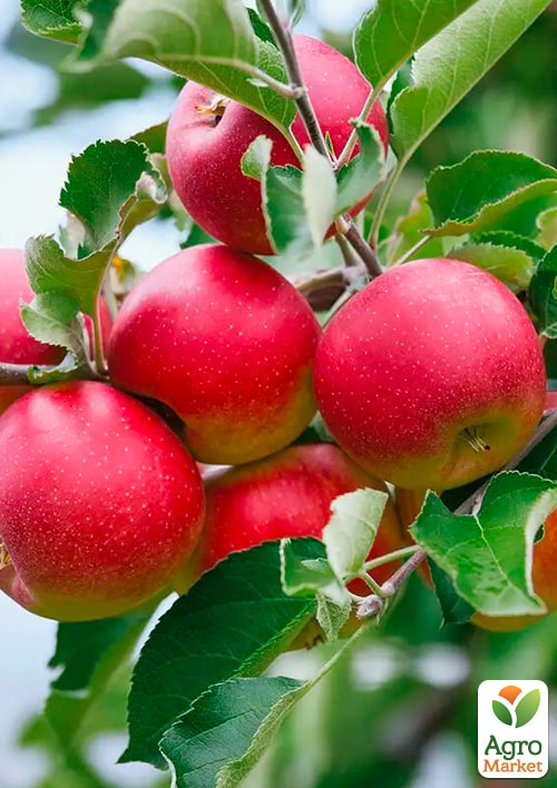 

Яблоня Розелла (зимний сорт, поздний срок созревания)