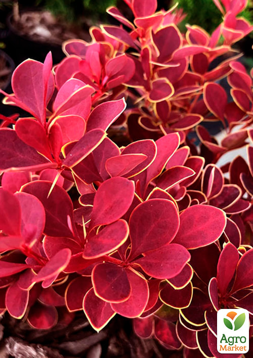 

Барбарис Тунберга Ruby Star