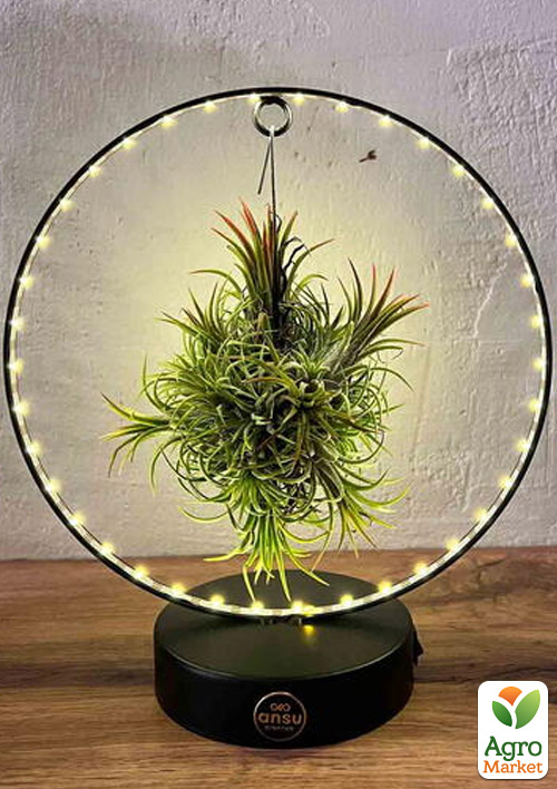 

LMTD Тілландсія «Ionantha» на підвісній основі круг чорний з підсвічуванням 24см