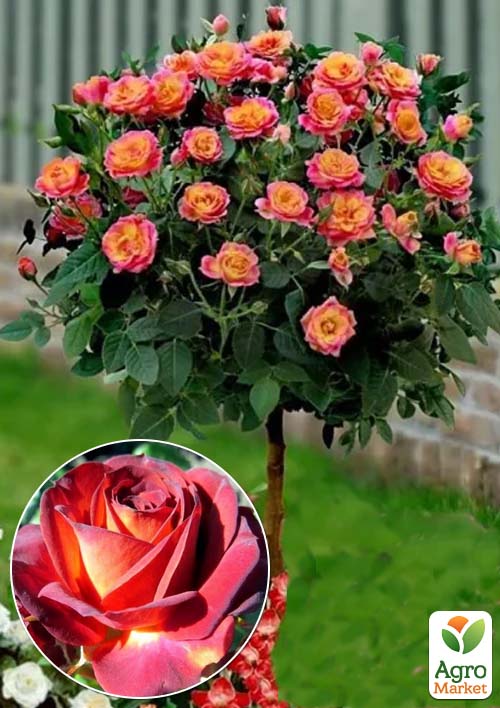 

Троянда штамбова Brown Sugar (саджанець класу АА+) вищий сорт