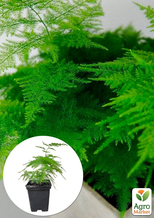 

Аспарагус (Asparagus Plumosus)