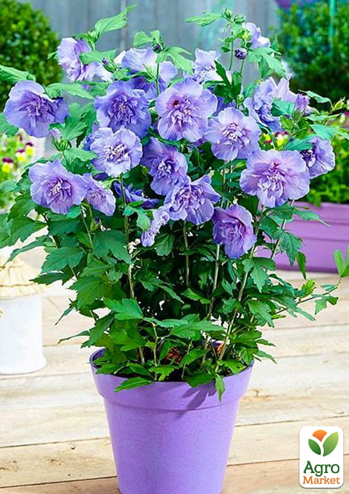 

Гібіскус деревовидний махровий Блакитний шифон (Blue Chiffon)