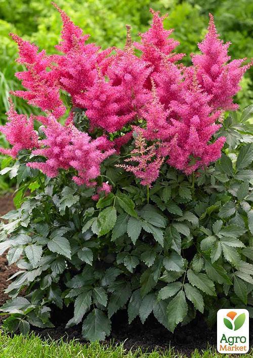 

Астильба Gloria Purpurea 1шт