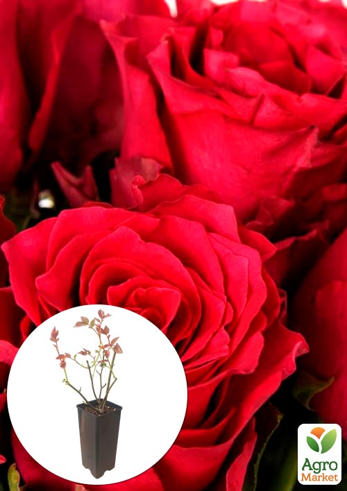 

Роза чайно-гибридная Родос в контейнере, высший сорт