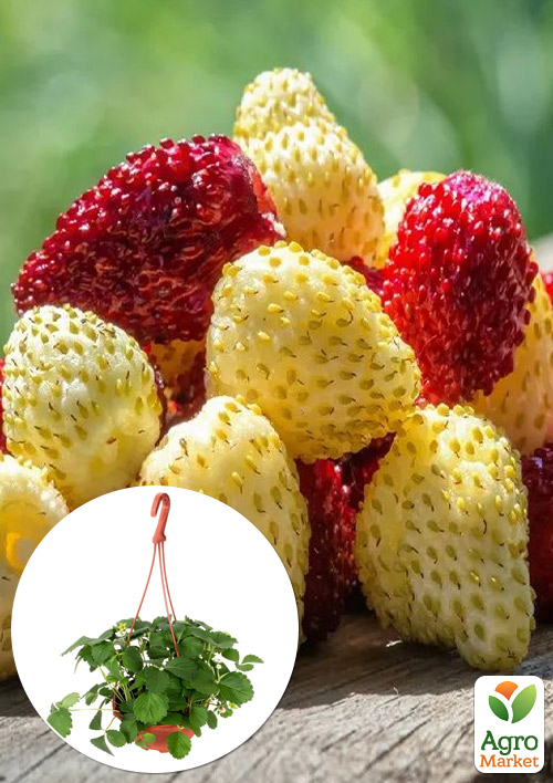 

Суниця великоплідна мікс сортів Red and Yellow ремонтантна у підвісному вазоні