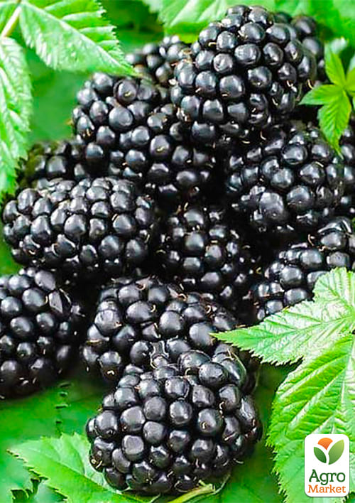 

Эксклюзив! Ежевика черная Золушка (Cinderella) (премиальный, очень сладкий, поливитаминный сорт)