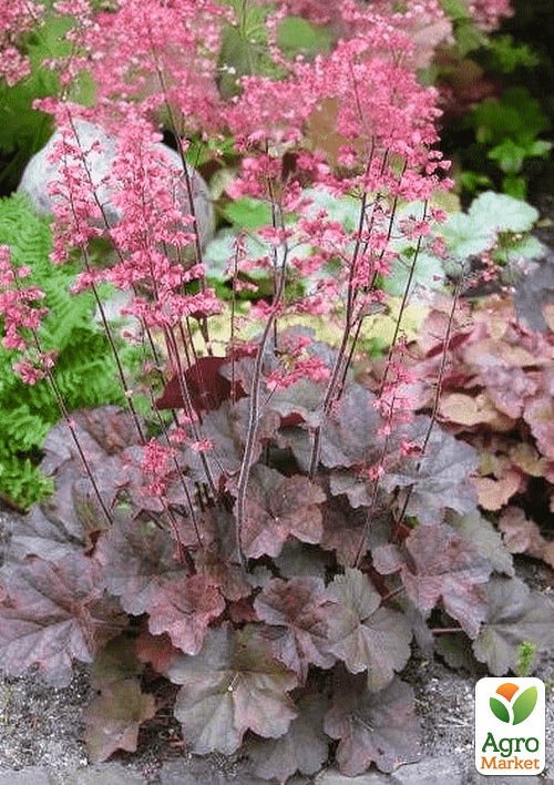 

Гейхера (Heuchera) Rachel (C1, высота 15-30см)