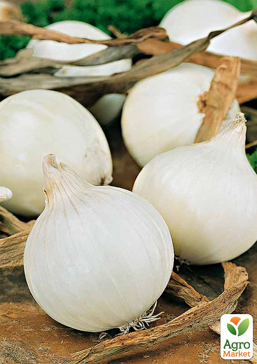 

Голландский лук-севок 0.5кг (арбажейка) среднепоздний, белый Gladstone