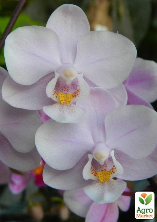 Орхидея Super Mini (Phalaenopsis) "Rose" 1 саженец в упаковке (комнатный) Нидерланды