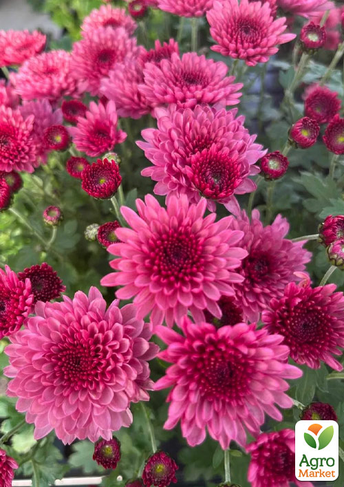 

Хризантема мультифлора куляста Blanchett Pink