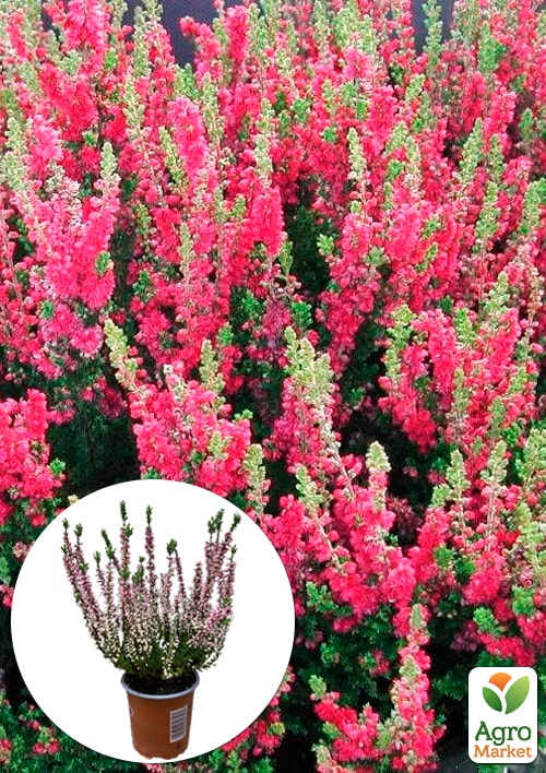 

Вереск обыкновенный Dark Beauty