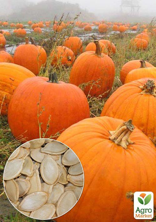 

На развес Тыква Кормовая ТМ Весна цена за 10г