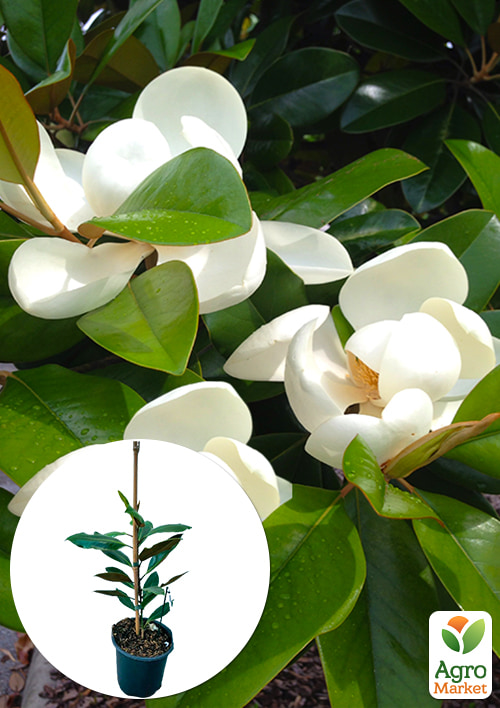 

LMTD Магнолія Королівська Grandiflora 3-річна (висота 40-50см)