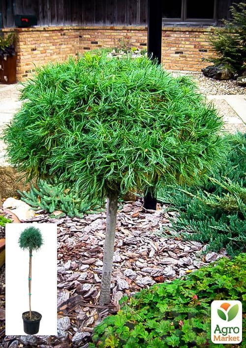 

Сосна веймутова на штамбе «Green Twist» С3, высота 30-40см
