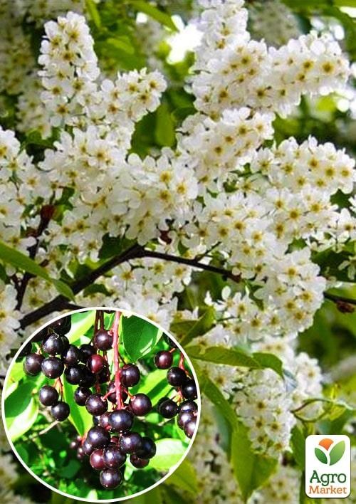 

Эксклюзив! Черемуха блестяще-черная Аромат счастья (The fragrance of happiness) (премиальные высокоурожайный сорт, на джем)