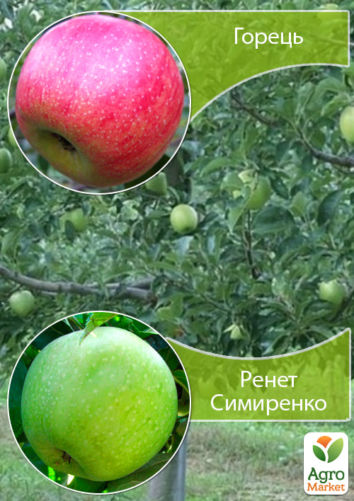 

Дерево-сад Яблоня Горец+Ренет Симиренко