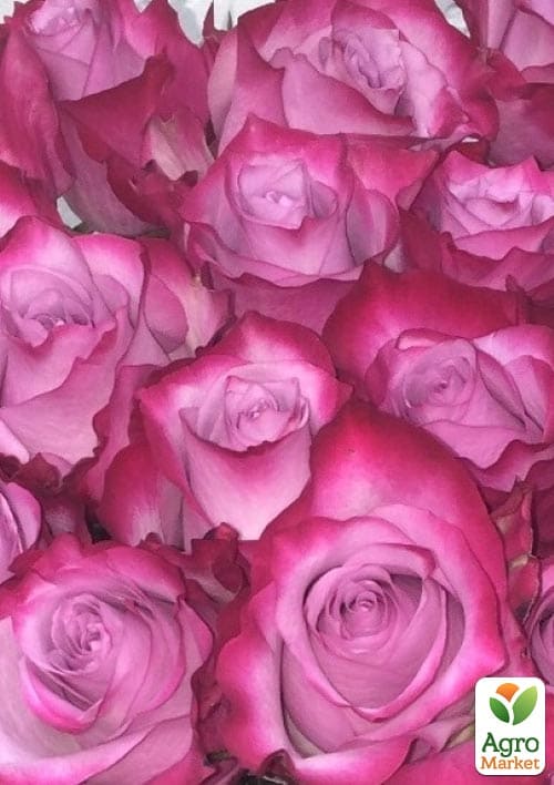 

Троянда чайно-гібридна Deep Water (саджанець класу АА+) вищий сорт